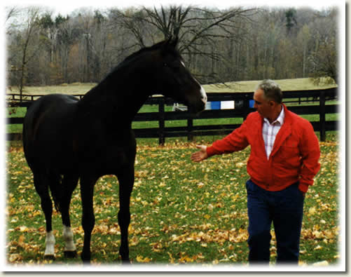 Ramiro, Dutch Warmblood stallion