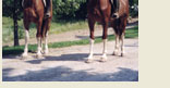 Ontario Breeders Production Sale Horses in Training