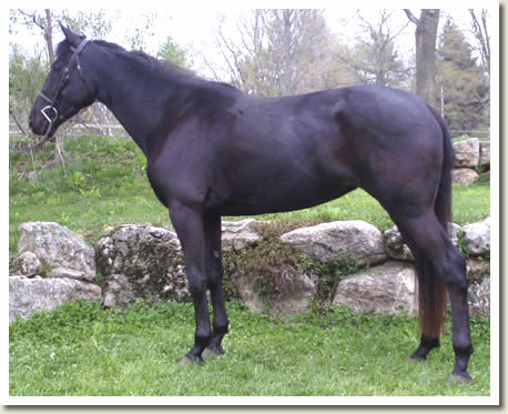 Ontario Breeders Production Sale's 2009 Catalogue pictures - Lucky Charm