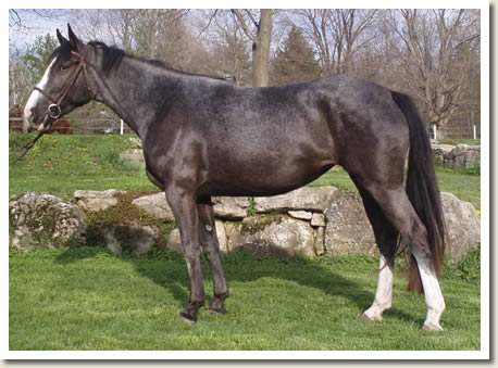 Ontario Breeders Production Sale's 2009 Catalogue pictures - Guinevere