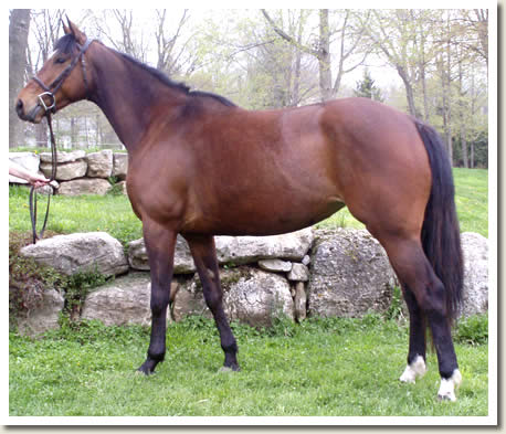Ontario Breeders Production Sale's 2009 Catalogue pictures - Jewel