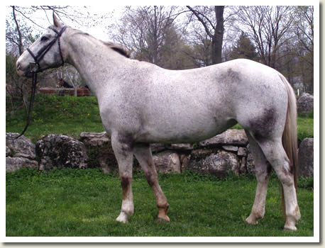 Ontario Breeders Production Sale's 2009 Catalogue pictures - Pebbles