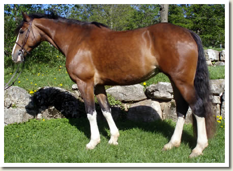 Ontario Breeders Production Sale's 2009 Catalogue pictures - Pride