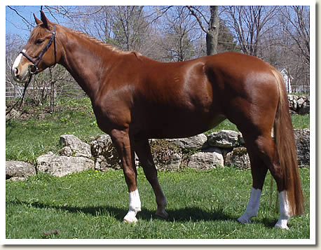 Ontario Breeders Production Sale's 2009 Catalogue pictures - Sintra