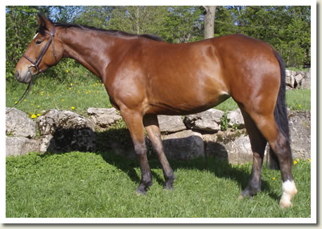 Ontario Breeders Production Sale's 2009 Catalogue pictures - Irish Whiskey